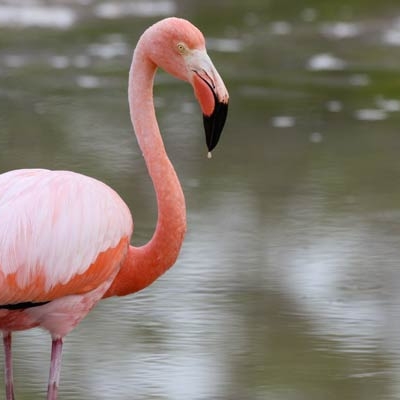 Galápagos Flamingo