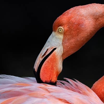 American Flamingo