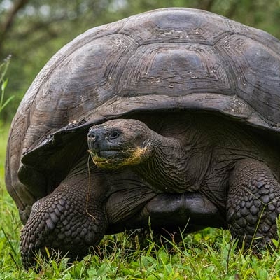 Galápagos giant tortoise
