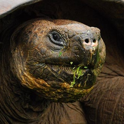 Galapagos giant tortoise