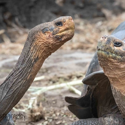 Galapagos tortoises