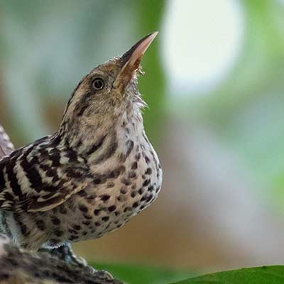 Stripe-backed Wren