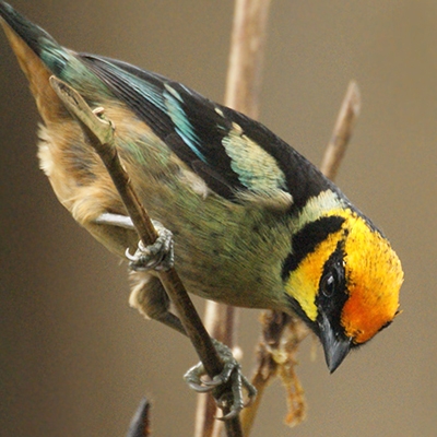 Flame faced Tanager