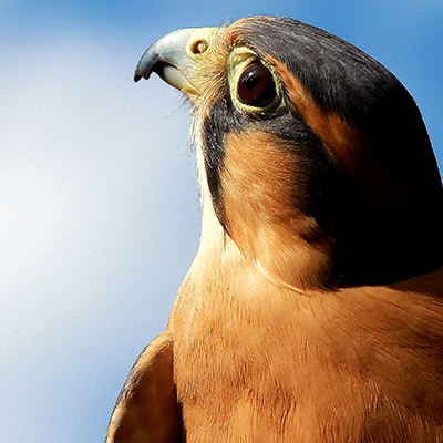 Aplomado Falcon