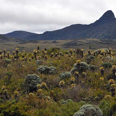 Paramo ecosystem