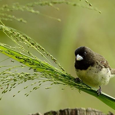 Yellow-bellied Seedeater