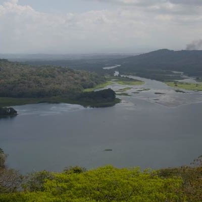 Birding in Gamboa Rainforest