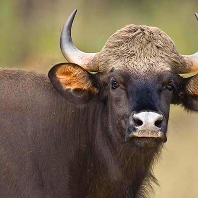 Gaur, or Indian bison