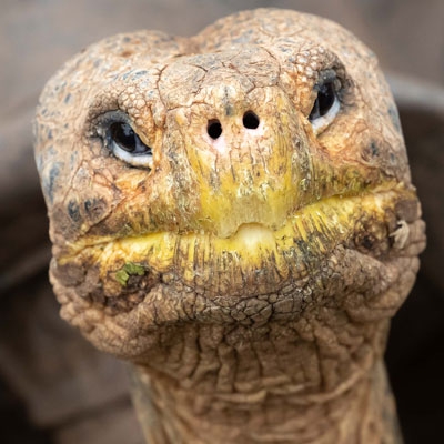 Galápagos giant tortoise