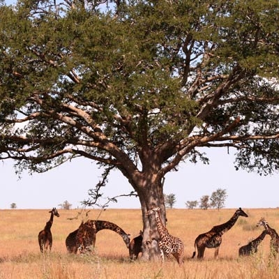 Giraffes