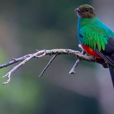 Golden-headed Quetzal