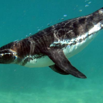 Galápagos Penguin