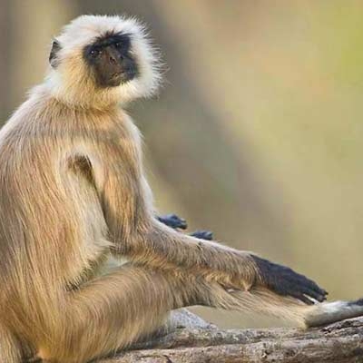 Gray langur