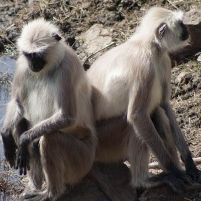 Gray langur monkeys