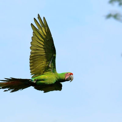 Great Green Macaw