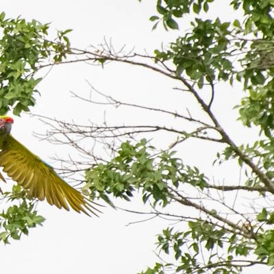 Great Green Macaw