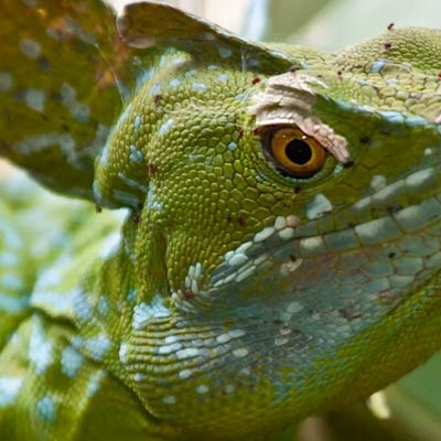 Green basilisk