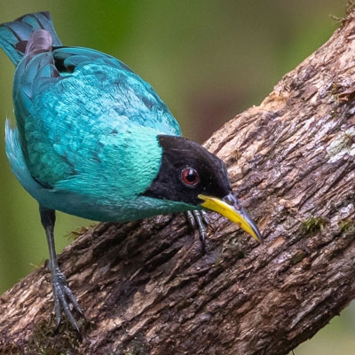 Green Honeycreeper