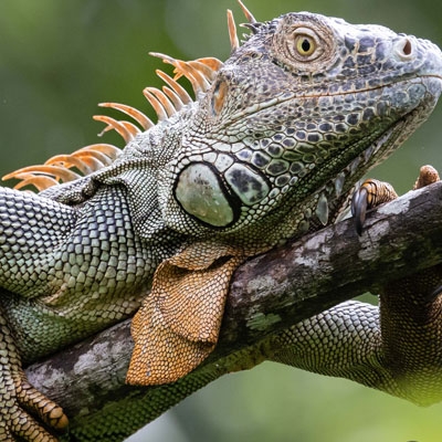 Green iguana
