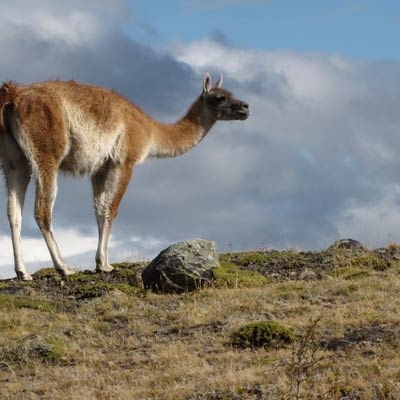 Guanaco in Patagonia