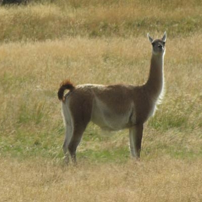Guanaco