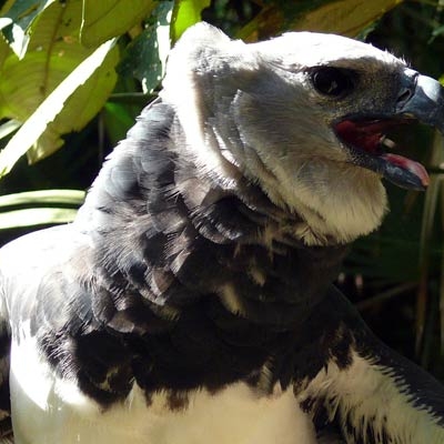 Harpy Eagle at Belize Zoo