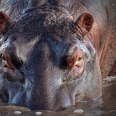Hippopotamus