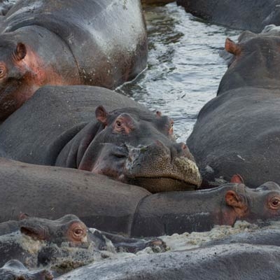 Hippos