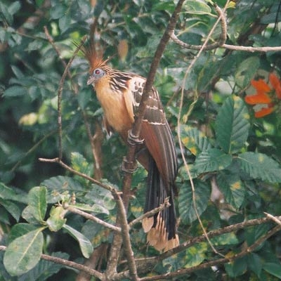 Hoatzin