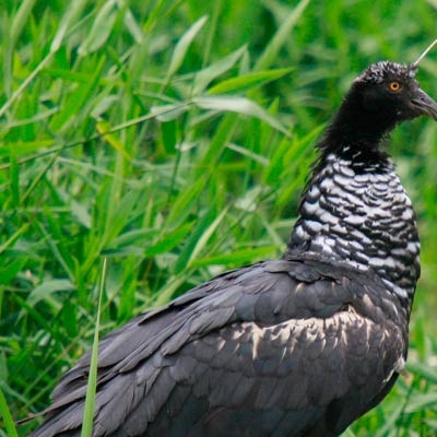 Horned Screamer