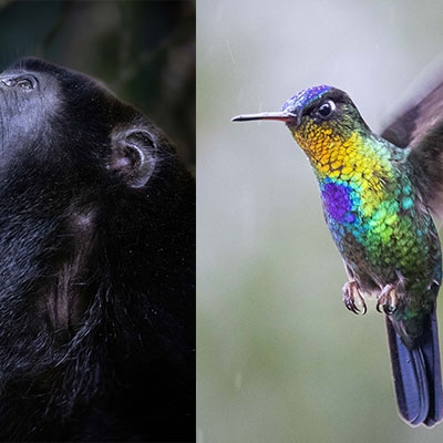Howler monkey (L); hummingbird (R)