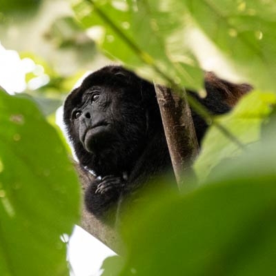 Howler monkey