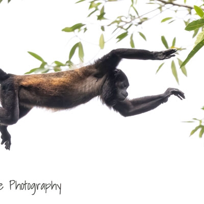 Howler monkey