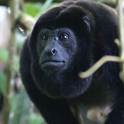 Howler monkey