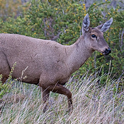 South Andean deer