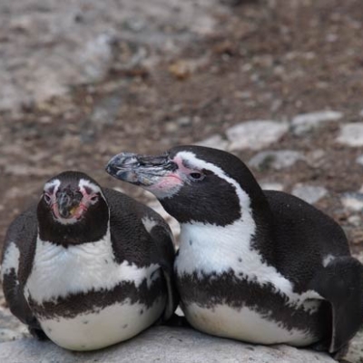 Humboldt Penguins in their breeding site at the Ballestas Islands