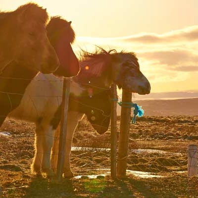 Icelandic horses