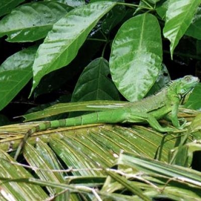 Green iguana