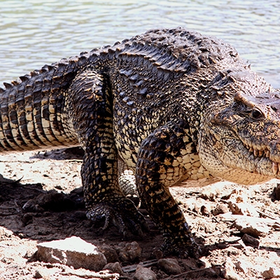 Cuban crocodile