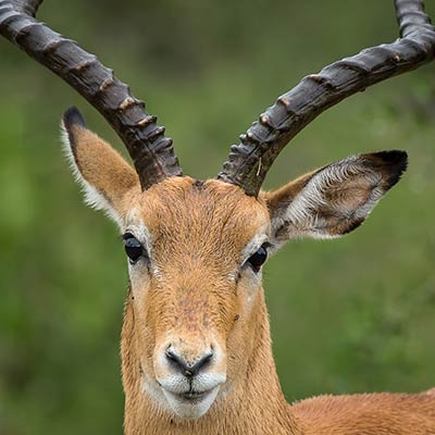 Impala