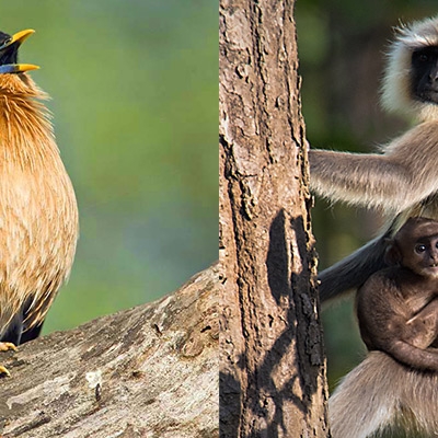 Brahminy Starling; Langurs