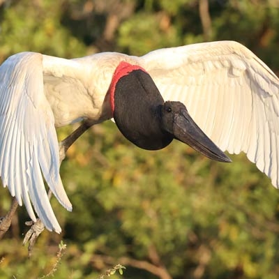 Jabiru in flight