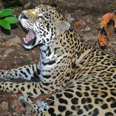 Jaguar at the Belize Zoo