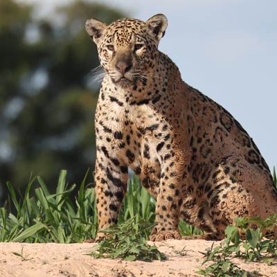 Jaguar