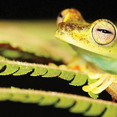 Red-webbed Treefrog