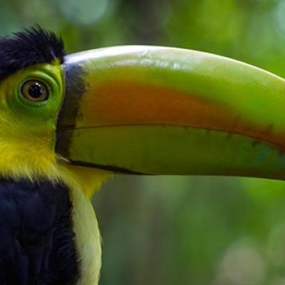 Keel-billed Toucan (Ramphastos sulfuratas)