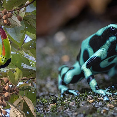 Keel-billed Toucan (L); Green-and-black poison dart frog (R)