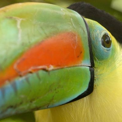 Keel-billed Toucan