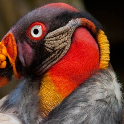 King Vulture (Sarcoraphus papa)