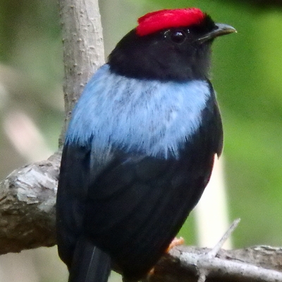 Lance-tailed Manakin